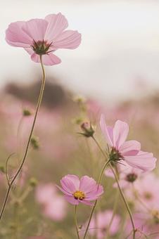 早朝のコスモス畑 早朝のコスモス畑 秋桜,秋,花の写真素材