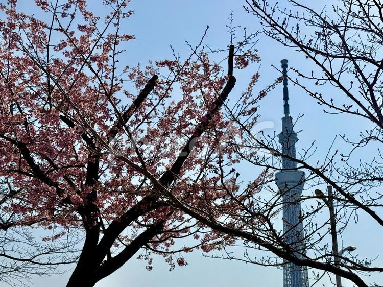 春の山谷堀公園　桜とスカイツリー 散策道,浅草,東浅草の写真素材