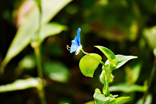ツユクサの花 ツユクサの花 ツユクサ,露草,花の写真素材