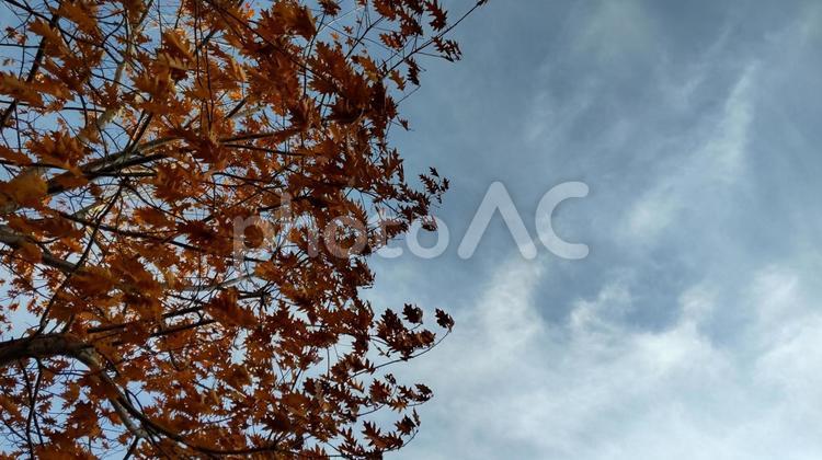 葉が散り始めた、どんぐりの木 秋,秋色,秋空の写真素材