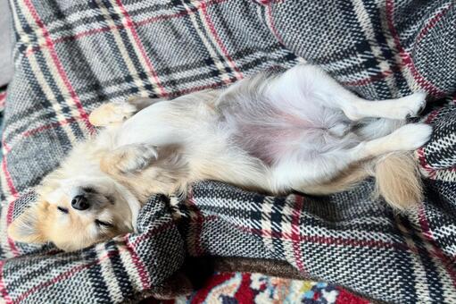 お腹を見せて寝る犬 犬,寝る,昼寝の写真素材