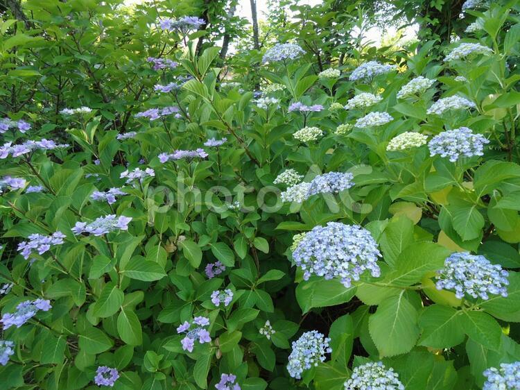 アジサイ　あじさい　紫陽花 あじさい,しょか,しょくぶつの写真素材