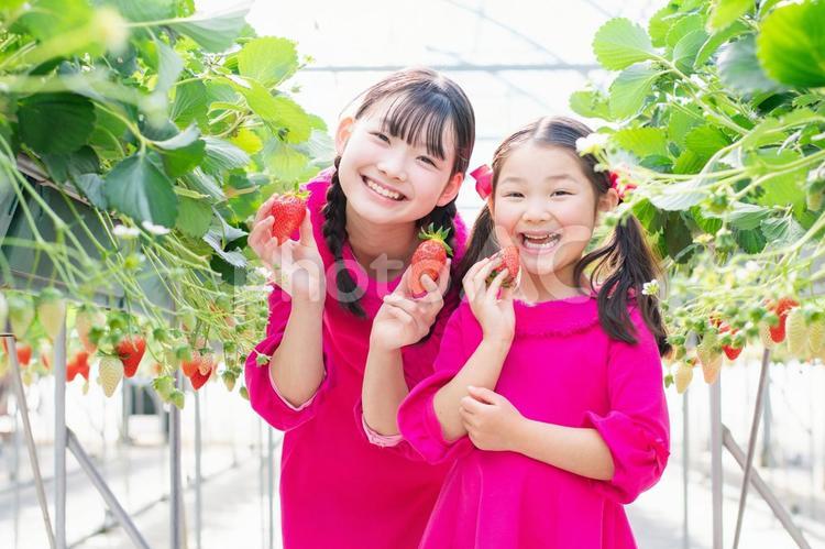 いちご狩りをする子供たち いちご狩り,いちご,笑顔の写真素材