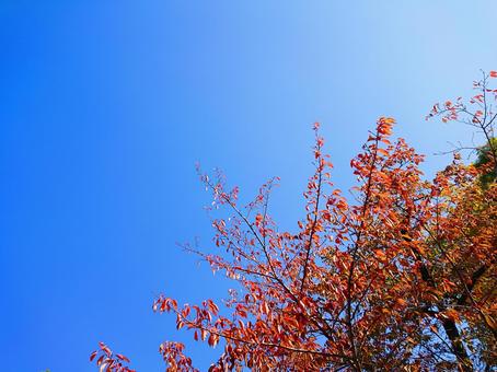 深まる秋・紅葉 深まる秋・紅葉 紅葉,枯葉,秋の写真素材