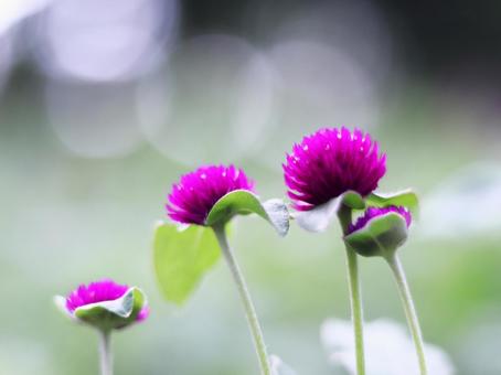 Beautiful background with pink amaranth flowers, JPG