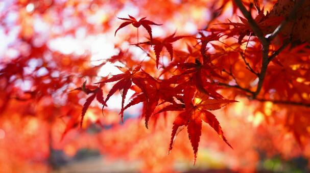 紅葉 もみじ,秋,モミジの写真素材