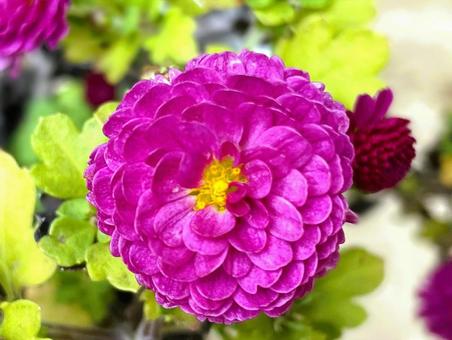 ジジガーデンマム（洋菊）１３ ジジガーデンマム,ガーデンマム,ポットマムの写真素材