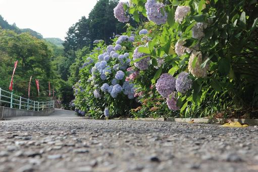 A road lined with hydrangeas, JPG A road lined with hydrangeas, JPG