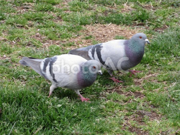 芝生の餌をついばむ二羽の鳩 鳩,二羽,芝生の写真素材
