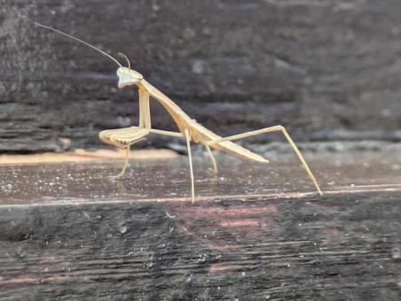 カマキリ赤ちゃん カマキリ赤ちゃん カマキリ,赤ちゃん,昆虫の写真素材