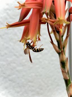 Photo, কাগজ বোলতা, ঘৃতকুমারী, পোকা, 
