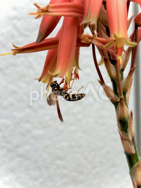 アロエの花とフタモンアシナガバチ 01 アシナガバチ,アロエ,昆虫の写真素材