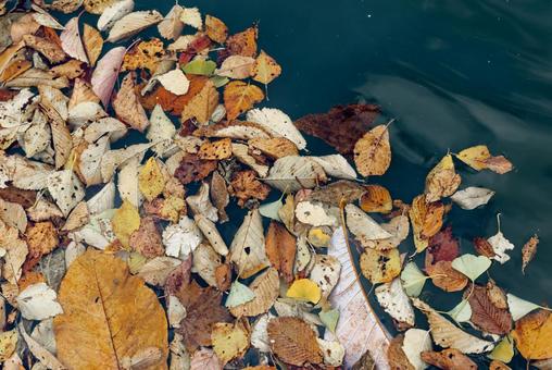 水に落ちた紅葉  水,池,紅葉の写真素材