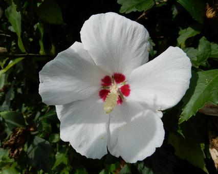 [Flower photo] White Rose of Sharon, JPG
