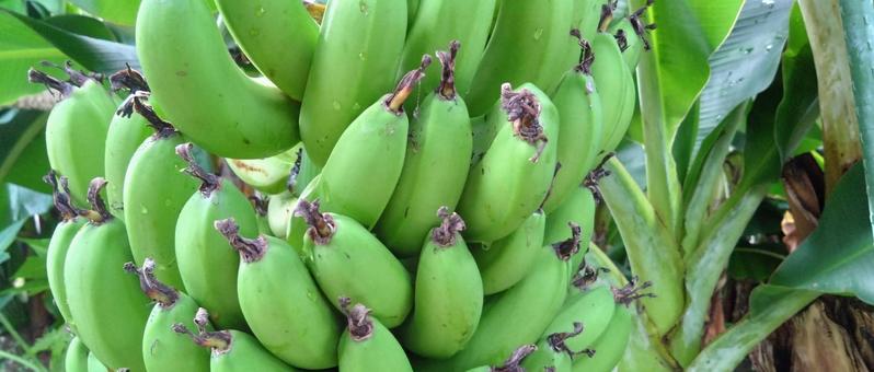 緑のバナナ 緑のバナナの写真