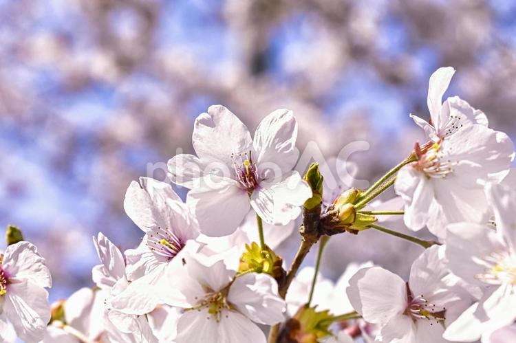 桜の花　アップ写真 桜,花,植物の写真素材