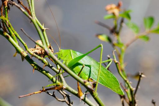 サトクダマキモドキ⑺ サトクダマキモドキ⑺の写真