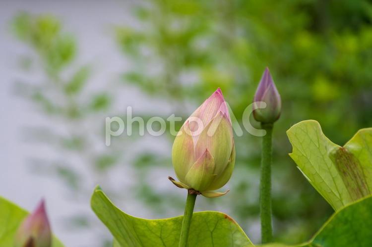 静寂の中に佇む蓮のつぼみ 蓮,つぼみ,植物の写真素材