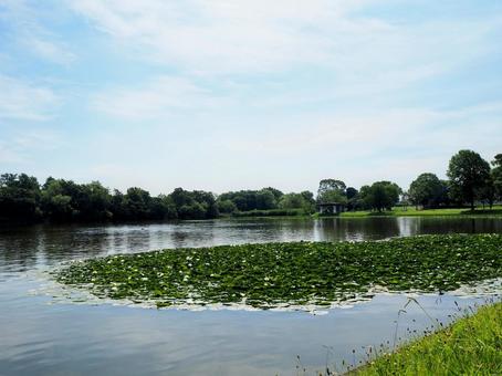 夏の水元公園・池の睡蓮&緑の木々・葛飾区 夏の水元公園・池の睡蓮&緑の木々・葛飾区の写真