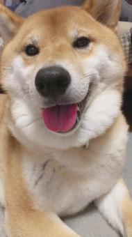 笑う柴犬 笑う柴犬 犬,シバイヌ,いぬの写真素材