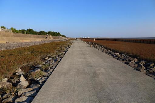 東与賀海岸シチメンソウ群生地 東与賀海岸シチメンソウ群生地 シチメンソウ,佐賀県,東与賀海岸の写真素材