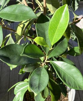 ガジュマルの写真