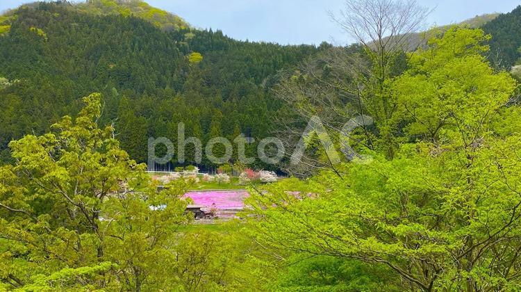 せせらぎ街道／國田家の芝桜 せせらぎ街道,芝桜,新緑の写真素材