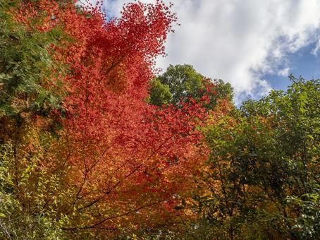 空を染める紅の錦 空を染める紅の錦 紅葉,もみじ,秋の写真素材