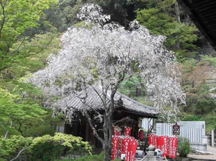 長谷寺の桜 桜,花見,長谷寺の写真素材