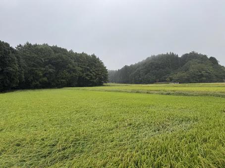 雨の田んぼ(初秋) 雨の田んぼ(初秋) 雨,田んぼ,稲の写真素材