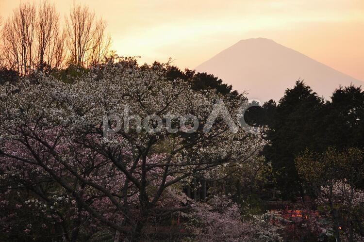 夕焼けに浮かぶ富士 桜,花,富士山の写真素材