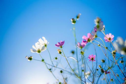 コスモスと青空３ コスモス,秋桜,草花の写真素材