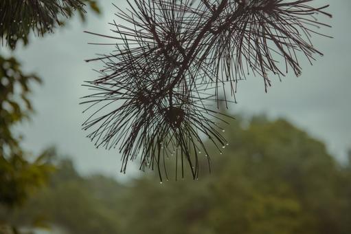 雨上がりの松の写真