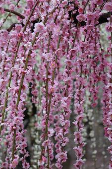 ウメの花 ウメの花の写真
