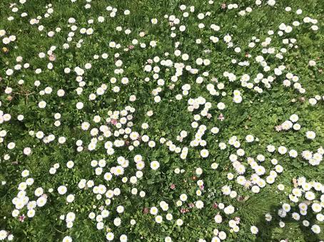 花畑 俯瞰 花畑 俯瞰の写真