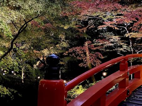 北野天満宮 北野天満宮,もみじ苑,ライトアップの写真素材