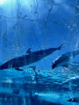 水族館 水族館の写真