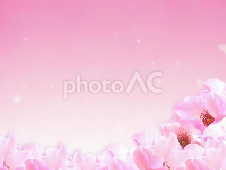 エレガントな薔薇の背景 薔薇,背景,素材の写真素材