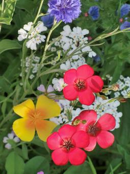 花々 花,赤,黄色の写真素材