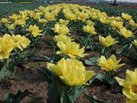 チューリップ・Tulips チューリップ・Tulipsの写真