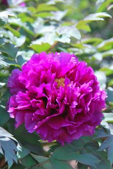 ボタンの花 ボタンの花の写真