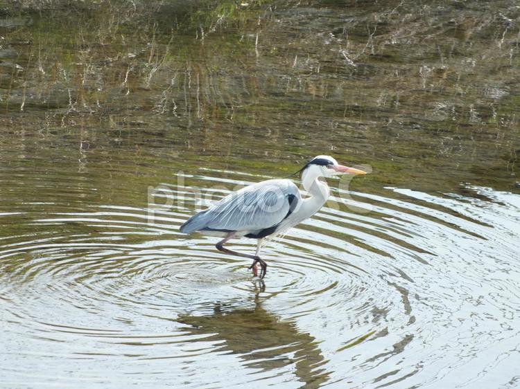 水紋が広がるアオサギの足元 アオサギ,鳥,川の写真素材