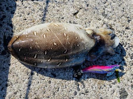 コウイカ イカ,モンゴウイカ,甲イカの写真素材