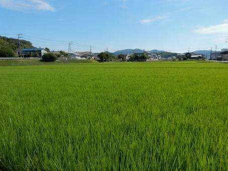 Photo, paddy field, field, rice, 