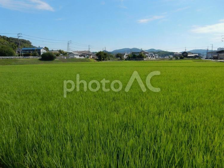 【風景写真】田んぼの様子 田んぼ,水田,田の写真素材