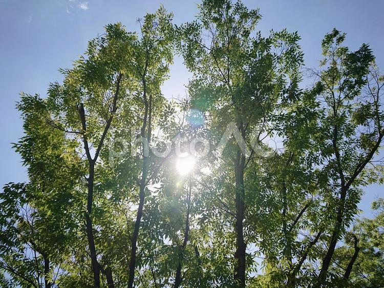 光が差し込む木 自然,太陽,空の写真素材