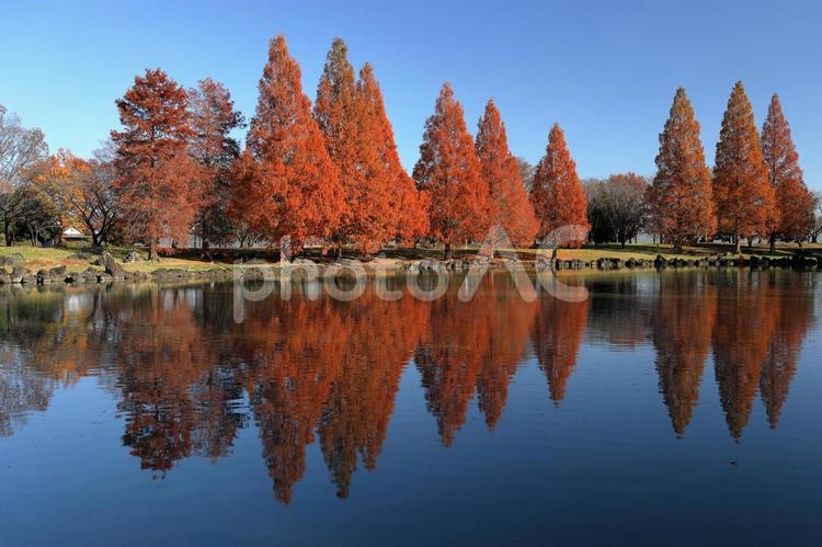 加須はなさき公園のメタセコイア 加須はなさき公園,メタセコイア,メタセコイア並木の写真素材