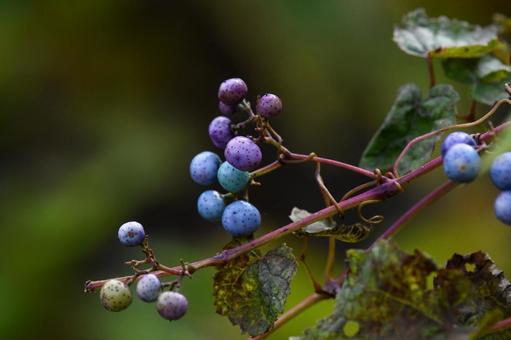 ノブドウの実 ノブドウの実,青,紫の写真素材