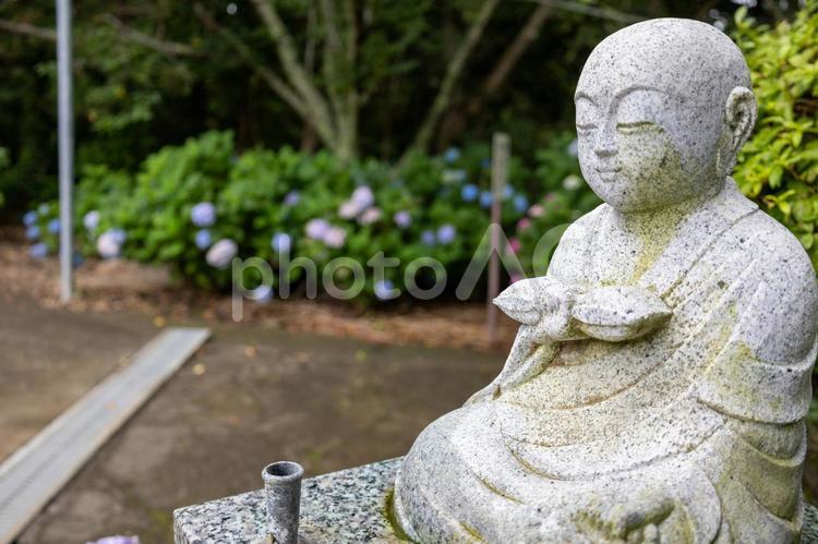 南房総の真野寺の白いお地蔵さんとあじさい あじさい,白い,お地蔵さんの写真素材