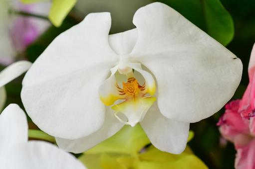 白い胡蝶蘭の写真